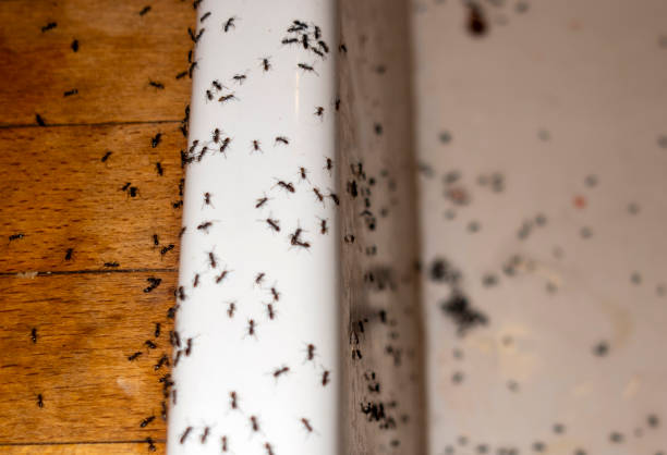 Best Flea Control Services  in Atlantic, IA